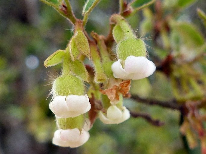 Diospyros whyteana