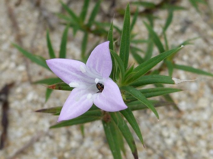 Diodella teres