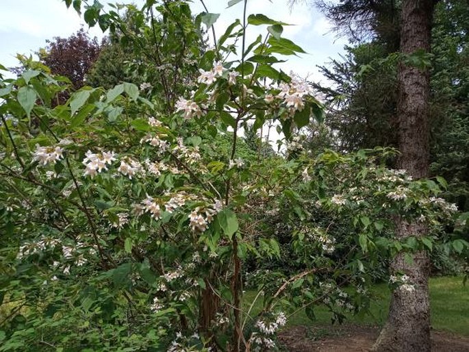 Dipelta floribunda