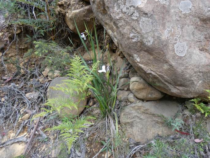 Diplarrena moraea