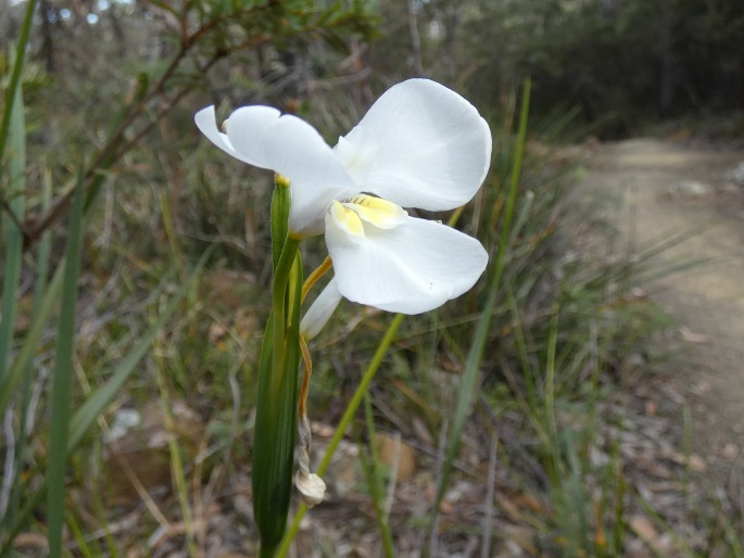 Diplarrena moraea