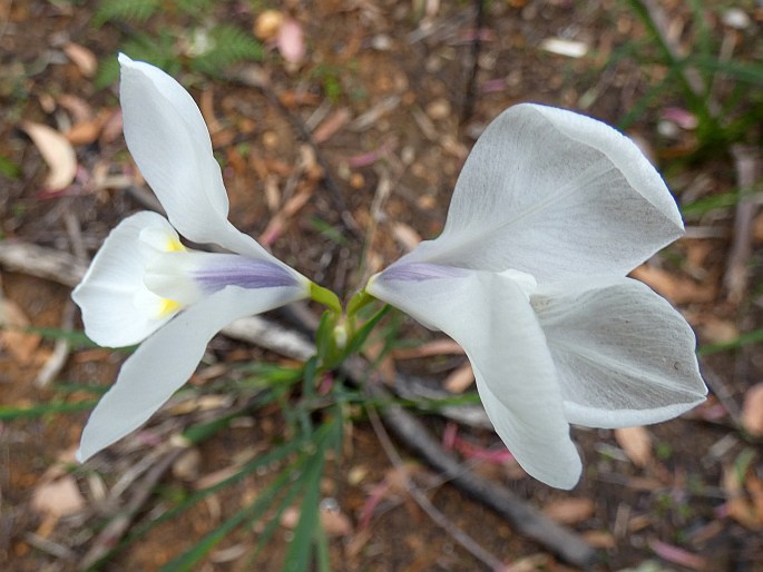 Diplarrena moraea