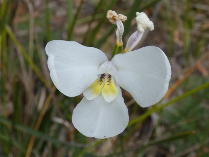 Diplarrena moraea