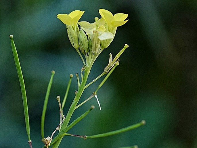 DIPLOTAXIS GORGADENSIS subsp. BROCHMANNII Rustan – křez / dvojradovka