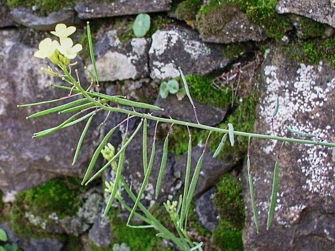 Diplotaxis gorgadensis subsp. brochmannii