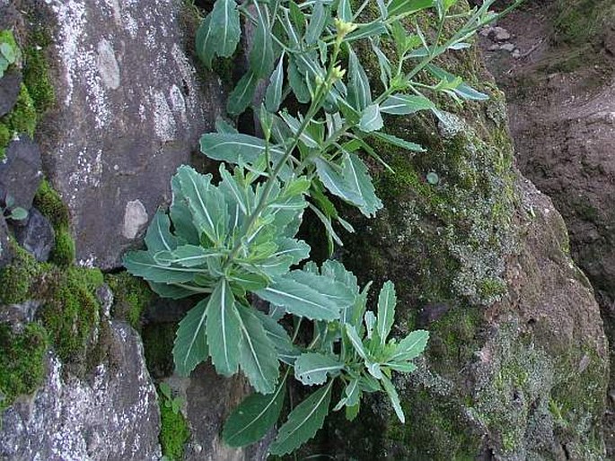 Diplotaxis gorgadensis subsp. brochmannii