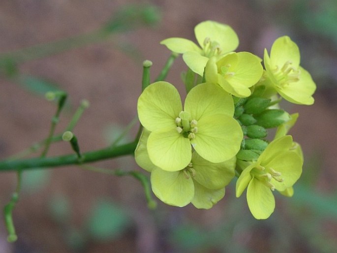 DIPLOTAXIS GORGADENSIS Rustan – křez / dvojradovka