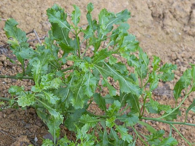 Diplotaxis gorgadensis