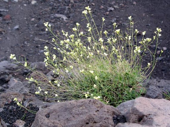 DIPLOTAXIS HIRTA (A. Chev.) Rustan et L. Borgen - křez / dvojradovka