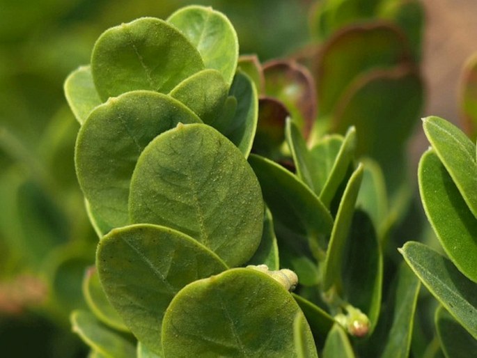 Diplolepis nummulariifolia