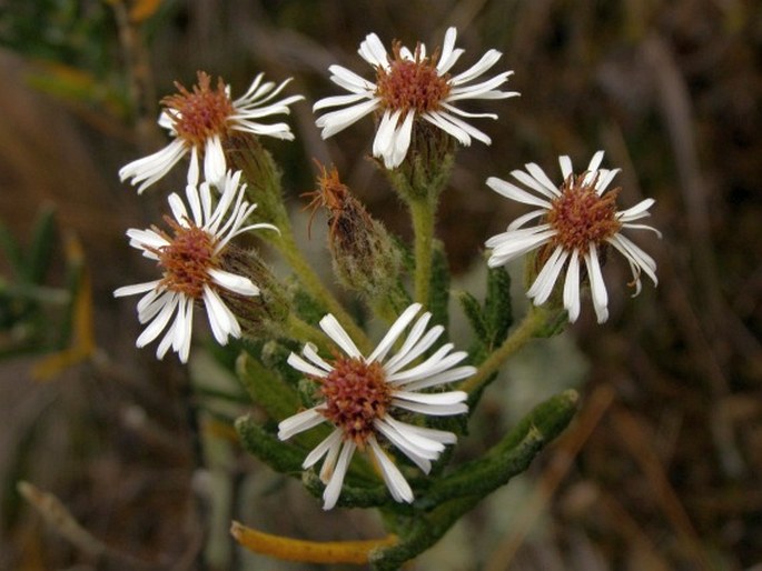 Diplostephium rupestre