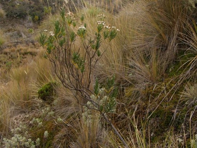 Diplostephium rupestre