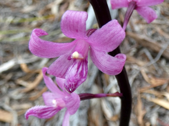 Dipodium roseum