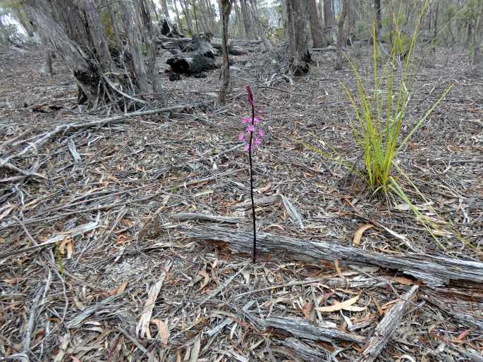 Dipodium roseum