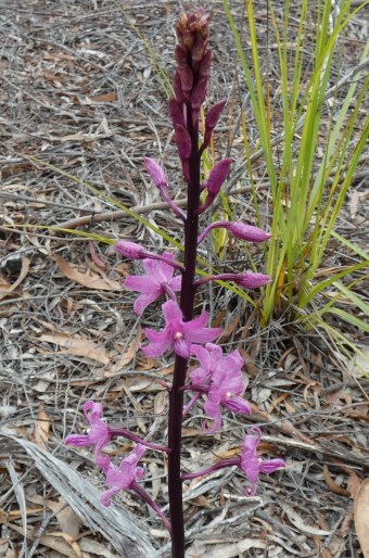 Dipodium roseum