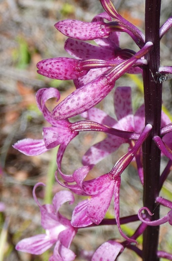 Dipodium roseum