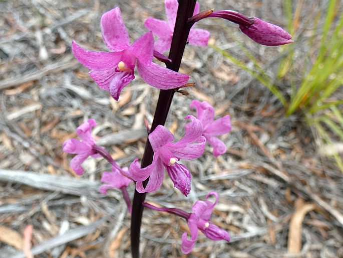 Dipodium roseum