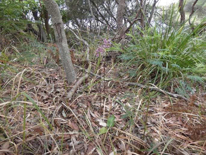 Dipodium variegatum