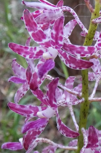 Dipodium variegatum