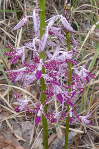 Dipodium variegatum