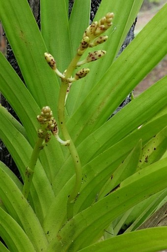 Dipodium freycinetioides