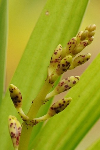 Dipodium freycinetioides