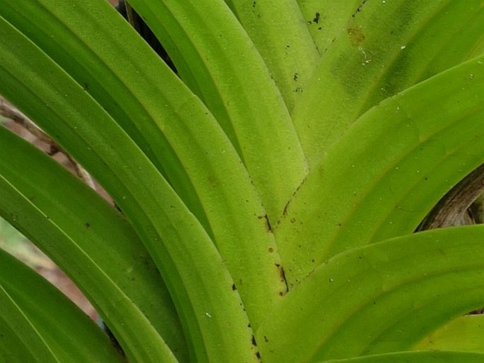 Dipodium freycinetioides