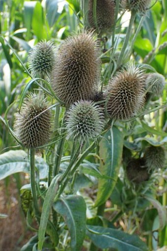 Dipsacus sativus