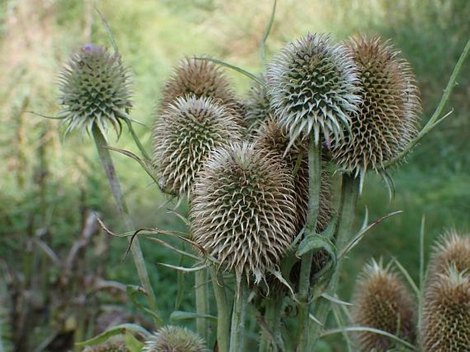 Dipsacus sativus