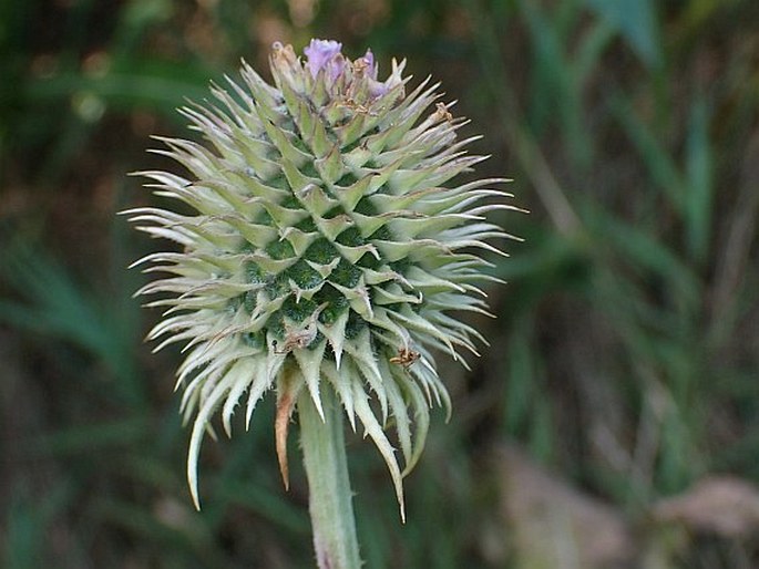 Dipsacus sativus