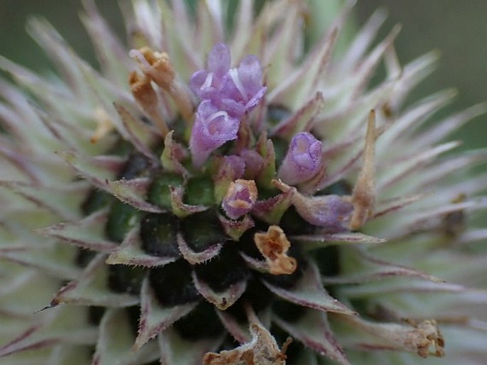 Dipsacus sativus