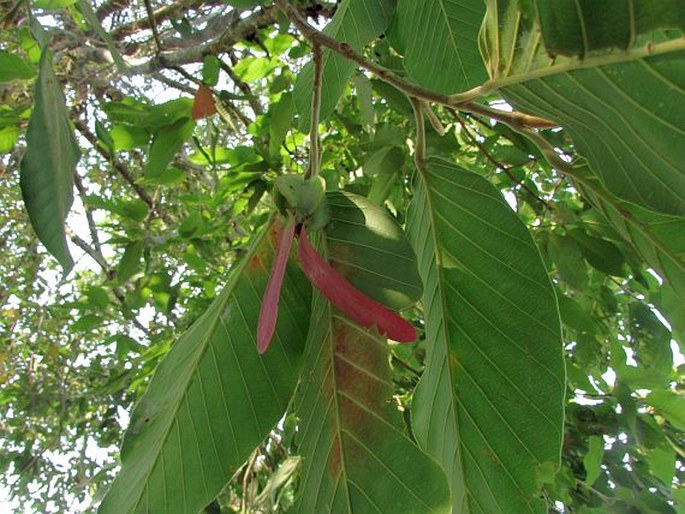 Dipterocarpus alatus