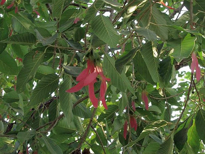 Dipterocarpus alatus