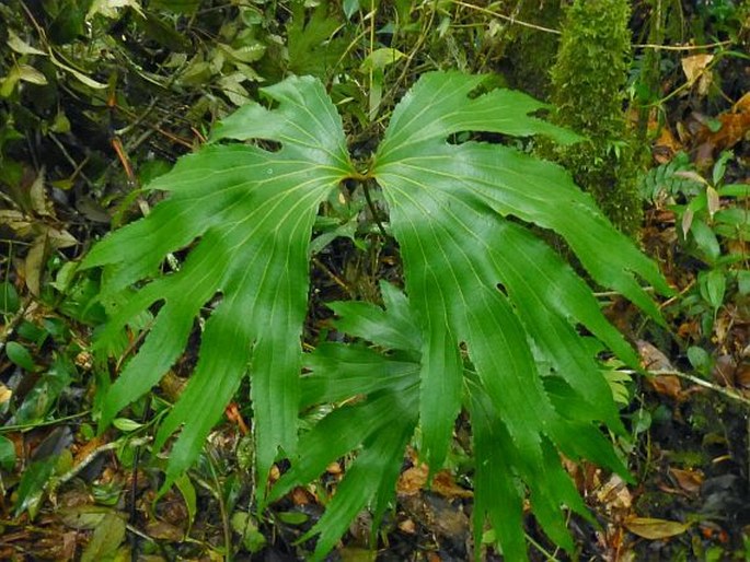 Dipteris conjugata