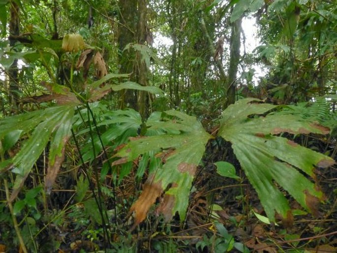 Dipteris conjugata