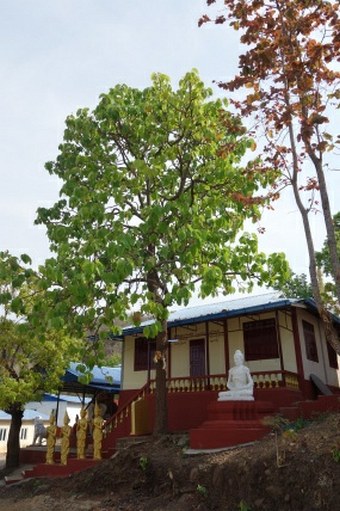 Dipterocarpus tuberculatus