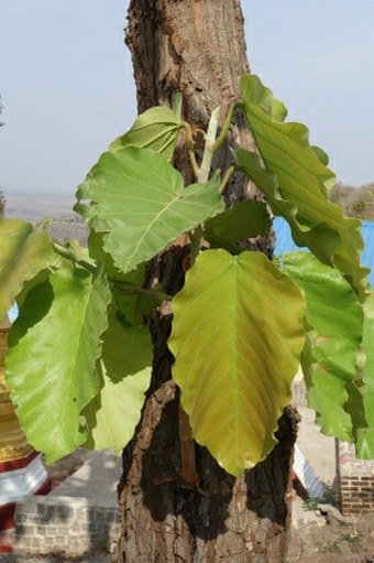 Dipterocarpus tuberculatus