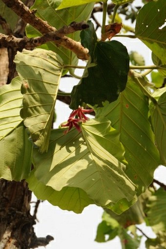 Dipterocarpus tuberculatus