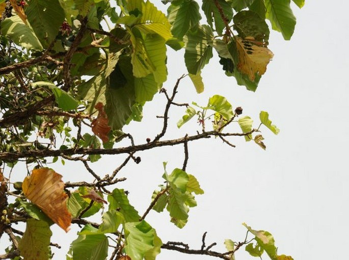 Dipterocarpus tuberculatus