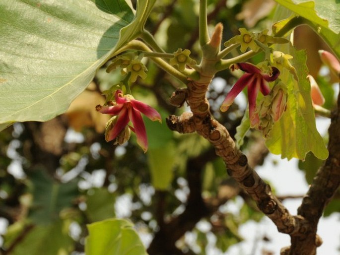 Dipterocarpus tuberculatus