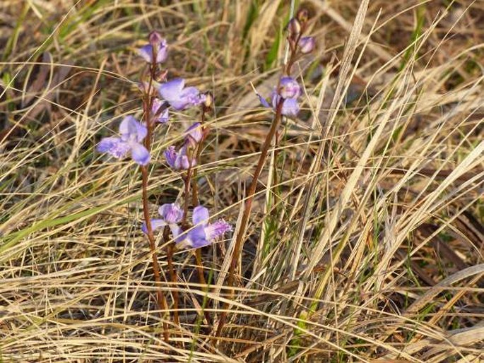 Disa baurii