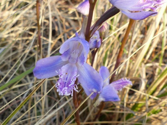 Disa baurii