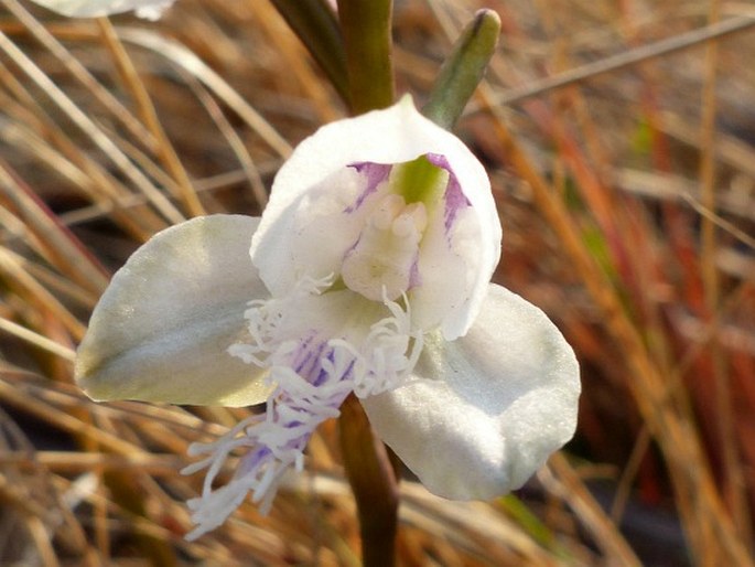 Disa baurii