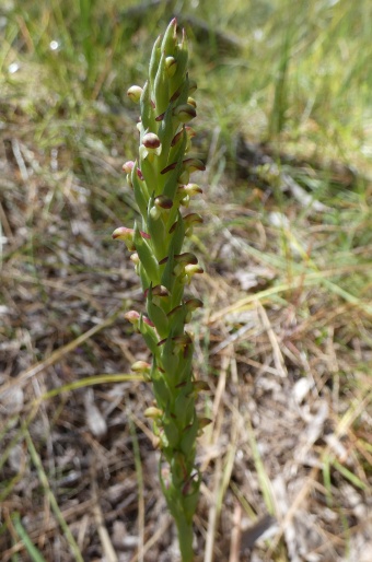 Disa bracteata