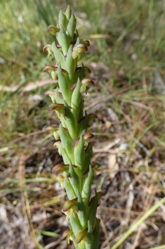 Disa bracteata