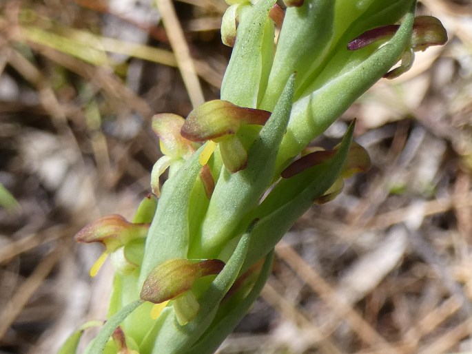 Disa bracteata