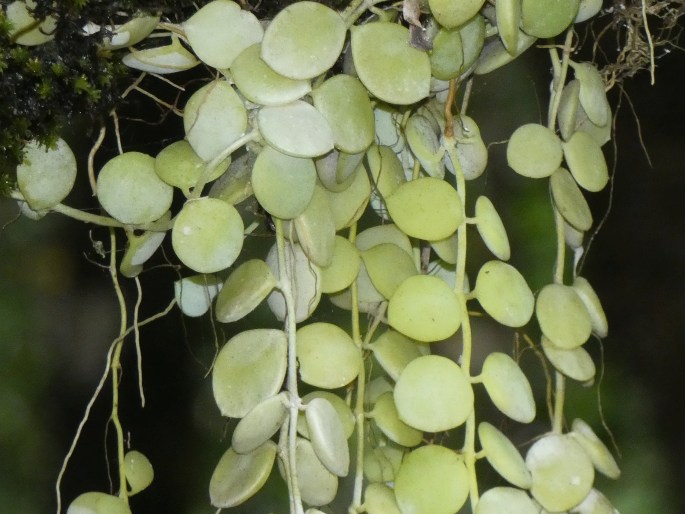 Dischidia nummularia