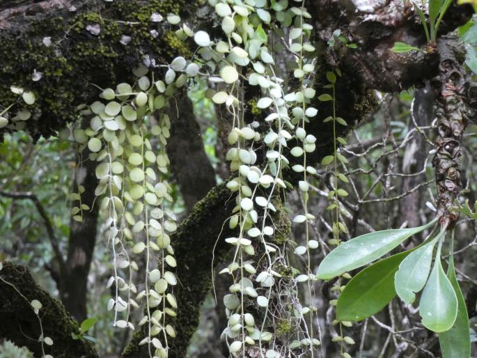 Dischidia nummularia