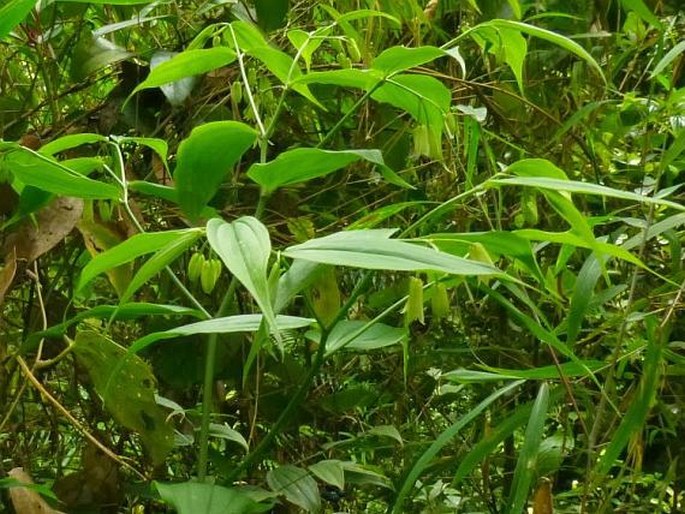 Disporum cantoniense