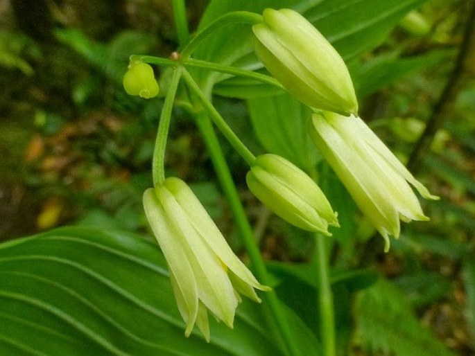 Disporum cantoniense